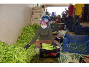 Antalya’da çiftçi üretime ara vermedi