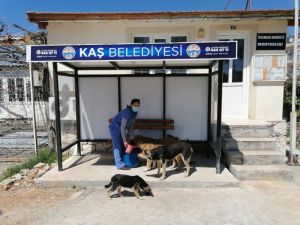 Boş sokakların keyfini kaplumbağa çıkardı, sokak hayvanları da aç bırakılmadı