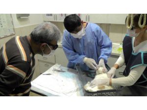 Avustralya’dan gelen kedi, havalı silahla vuruldu