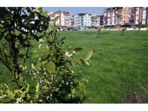 Kepez Belediyesinden, Kuzeyyaka’ya portakal kokulu bahçe