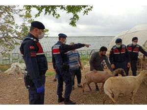 Jandarma kayıp koyunları buldu