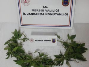 Tarsus’ta 51 Kök Hint Keneviri Ele Geçirildi