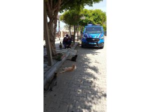 Jandarma, sokak hayvanlarını unutmadı