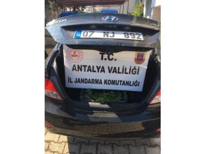 Şüphe üzerine durdurulan araçta 154 kök hint keneviri çıktı