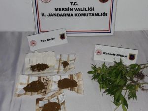 Meyve Kasalarına Kenevir Eken Şüpheli Yakalandı