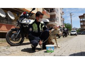 Antalya’da şahin polis ekipleri, sokakta yaşayan sahipsiz hayvanlar için seferber oldu