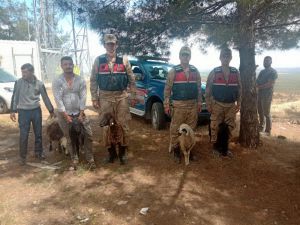 Kaybolan Koyunları Jandarma Buldu