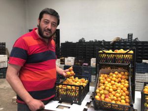 Çukurova’nın Kayısısı Rusların Gözdesi