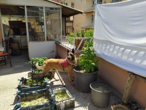 Müzisyen Şahsın Evine Uyuşturucu Baskını