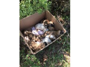 Antalya’da 7 yavrusu bulunan köpek tüfekle vurularak öldürüldü