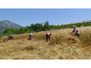 Turizm merkezi Adrasan’da geleneksel tarım yapıyorlar