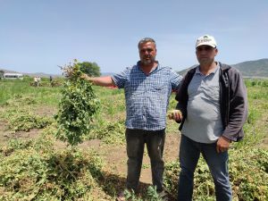 Bezelyede Yüksek Rekolte Sevinci