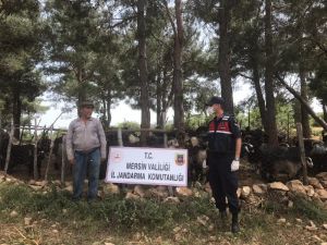Misafir Ettiği Komşusunun Hayvanlarını Çaldı