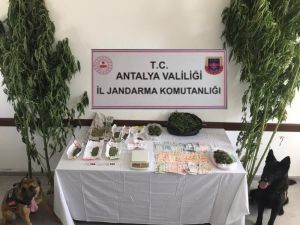 Serada uyuşturucu üretimine jandarma baskını