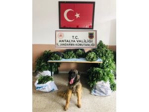 Jandarma ormanda 38 kilo kubar esrar ve 470 kök kenevir ele geçirdi