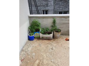 Çatı Katında Hint Keneviri Yetiştiren Şüpheli Gözaltına Alındı