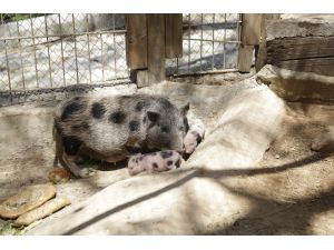 Antalya Hayvanat Bahçesi’nde 100’ün üzerinde doğum gerçekleşti