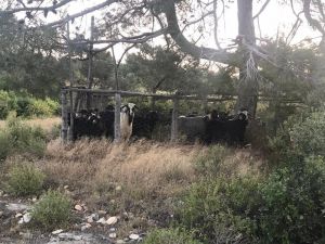 Mersin’den Çalınan Keçiler Karaman’da Mezbahanede Kesilmiş Halde Bulundu