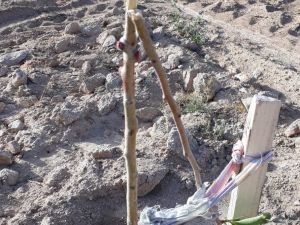 Örnek Gösterilen Bahçedeki Armut Fidanlarına Zarar Verdiler