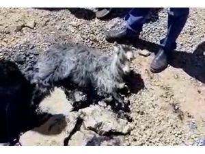 Eriyen zift tabakasına yapışan yavru keçiyi vatandaşlar kurtardı