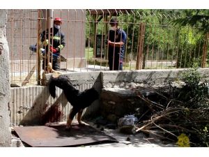 Ayağı Demir Korkuluğa Sıkışan Yaralı Köpeği İtfaiye Kurtardı