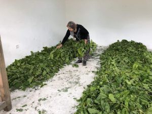 Nallıhan’da İpek Böceği Yetiştiriciliği Ev Ekonomisine Katkıda Bulunuyor