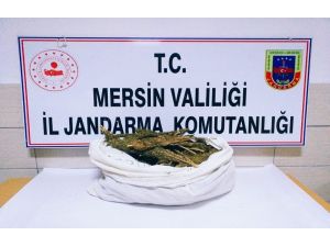 Mersin’de 12 Kilo Esrar Ele Geçirildi