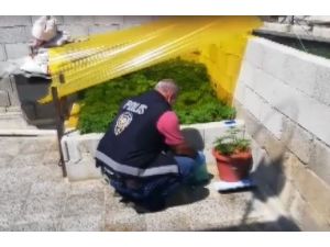 Evin Damında Sera Kurup Hint Keneviri Yetiştirdiler