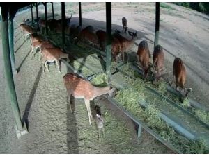 Yılın ilk yavru Alageyiği foto kapana takıldı