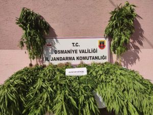 Jandarmadan Kenevir Operasyonu