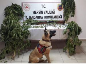 Evin İçinde Esrar Üretimi Jandarmaya Takıldı