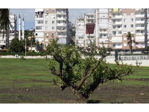 Çamlıbel’e narenciye bahçesi