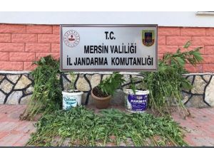 Mersin’de 218 Kök Kenevir Bitkisi Ele Geçirildi