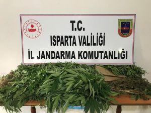 Isparta’da Yasa Dışı Kenevir Yetiştiren Bir Kişi Gözaltına Alındı