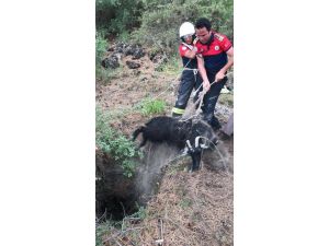 Kuyuya Düşen Keçi İtfaiye Tarafından Kurtarıldı