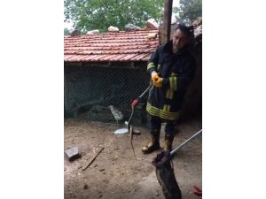 Isparta’da Tavuk Ve Civcivi Telef Eden Yılan Operasyonla Yakalandı
