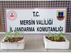 Jandarma 26 Kök Kenevir Ele Geçirdi
