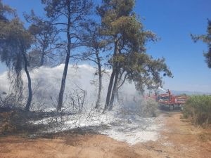 Manavgat’ta orman yangını