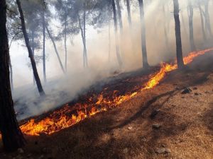 Kırıkhan’da 40 Dönümlük Kızılçam Bitki Örtüsü Yandı