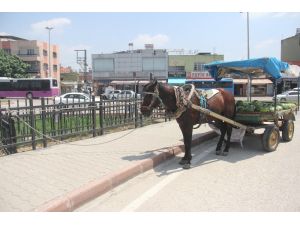 Kaçan At Otomobile Çarptı, Polisi Alarma Geçirdi, Sahibini Ağlattı