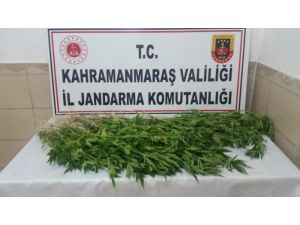 Mısır Tarlasında Kenevir Ele Geçirildi