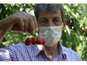 Konya’da Kiraz Üreticisi Ürünün Dalında Kalmasından Endişe Ediyor