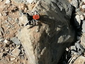 Soyu tehlike altında bulunan zehirli ve saldırgan örümcek Gazipaşa’da görüntülendi