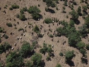 Jandarma Sahibinin Uyuyup Kaybettiği 93 Keçiyi Drone İle Buldu