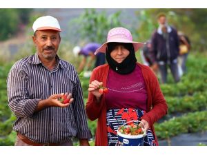 Yayladağı Çileği Suriyeli Türkmenlerin Ekmek Kapısı Oldu
