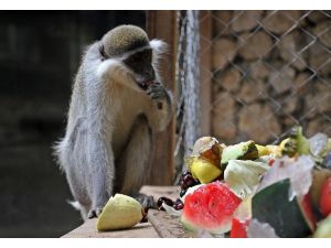 Sıcaktan bunalan maymunların buzlu meyve kokteyli keyfi