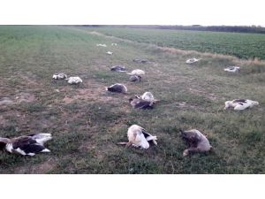 Chp İlçe Başkanının Babası, Tarlasına Giren 40 Kazı Katletti
