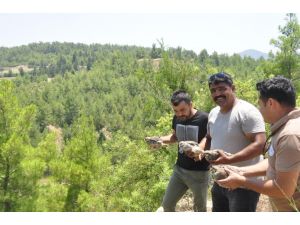Manavgat’ta popülasyonun artması için ormana 50 keklik salındı