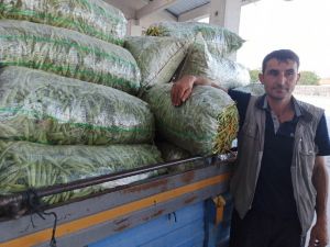 Taze Fasulye Fiyatı İle Ne Üreticiyi Ne De Alıcıyı Memnun Etti