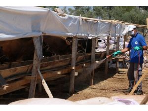 Kurban satış yerleri ilaçlanıyor